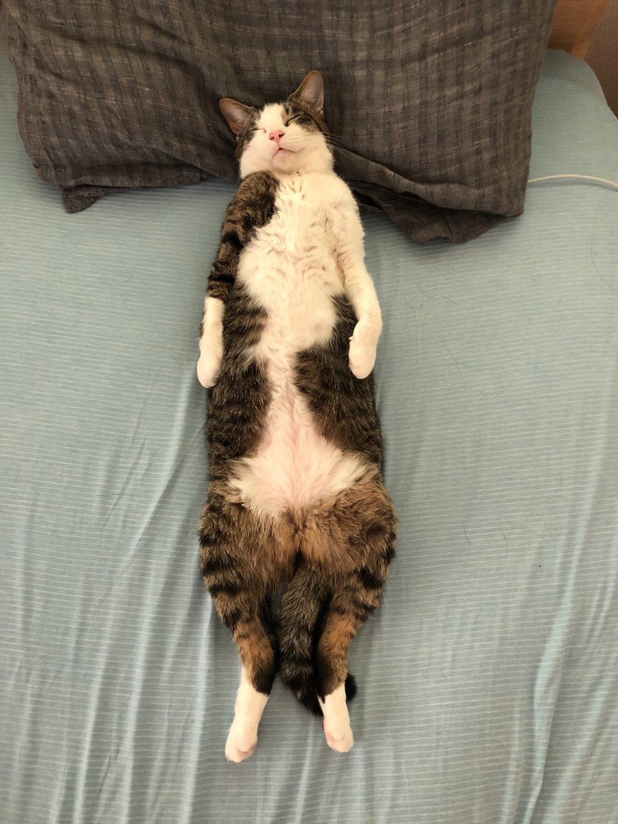 エイプリルフールなので嘘みたいに可愛い猫画像を流す エイプリルフールなので嘘みたいに可愛い猫画像を流す
