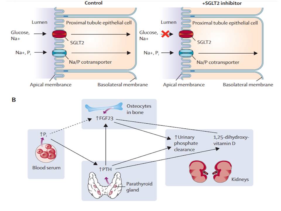 In conclusion FGF23 is stimulated by  S Po4 levels → phosphaturia and ↓ 1,25(OH)2 D and ↑ PTH to maintain the phosphate balance  https://www.thelancet.com/journals/landia/article/PIIS2213-8587(14)70227-X/fulltext