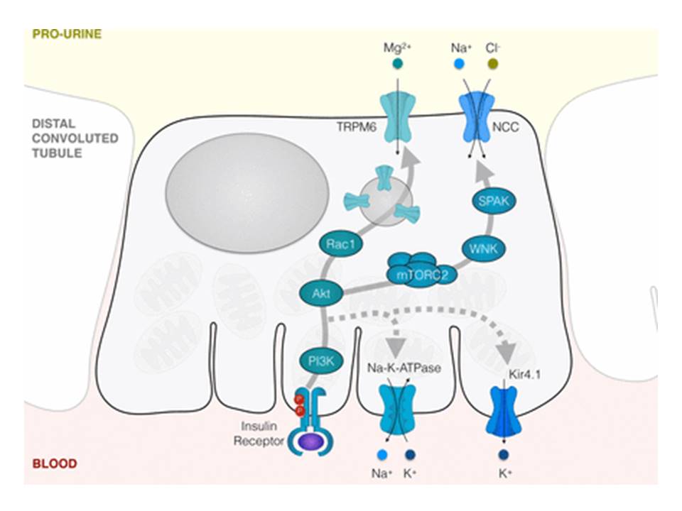 lets first establish what happens to serum Mg levels in DM?Insulin regulates expression of the TRPM6 Mg2+ channel in DCTInsulin resistance  ↓TRMP6 activity in DCT    Renal Mg wasting-induced hypomagnesemia https://diabetes.diabetesjournals.org/content/65/1/3.figures-only