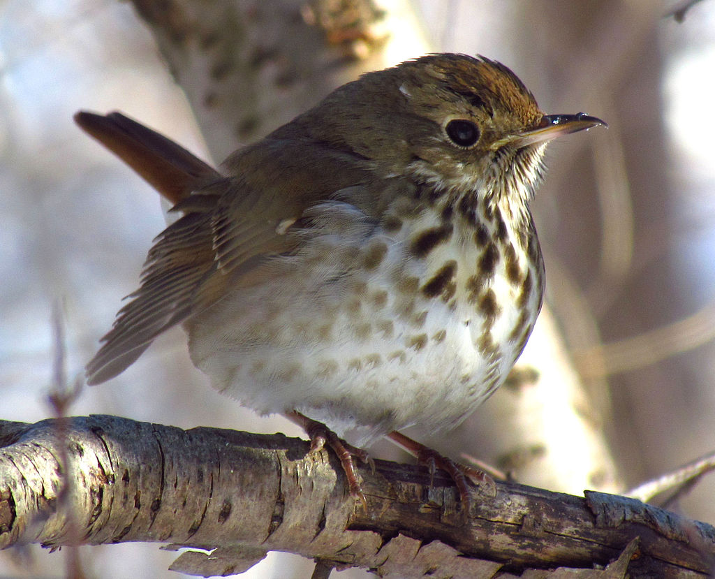 SO BACK TO IT WITH Vermont.Y'all have the Hermit Thrush, and Walt Whitman (of whom I' know you're VERY fond) thought it represented the "Finest Sound in Nature" and the symbol of American Voice.And it's very... Puritan.Y'all can do better than this. #StayAtHomeSafari