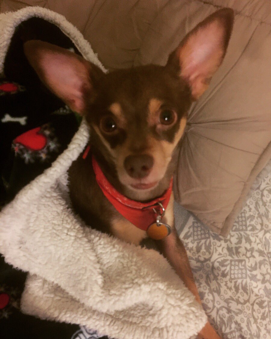 KatKenni1's tweet photo. Just Us & a Movie! ๐พ๐๐พ ~ #movienight #movies #justus #rescuedogsofinstagram #rescuedog #rescue #ilovemydog #mydogisthecutest #mydogisfamily #mybestfriend #thebest #sweetdreams #sweet #dreams #dreaming #rescuedontbuy #portland #portlandoregon #portlanddogs #pdxdogs #dogsofpdx https://t.co/8LF12In2Mq