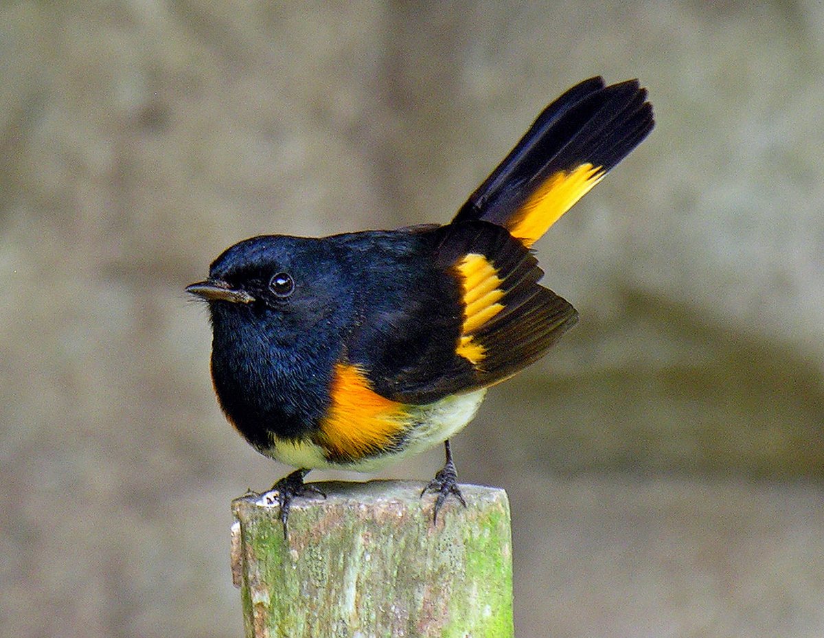 So, respecting your TINY state's desire for a tiny bird, your traditions of folk song, and the sheer number of you who are CONSTANTLY up and down the fucking mountains,& w/ hope that your VERY white state isn't afraid of a little color:The American Redstart.  #StayAtHomeSafari