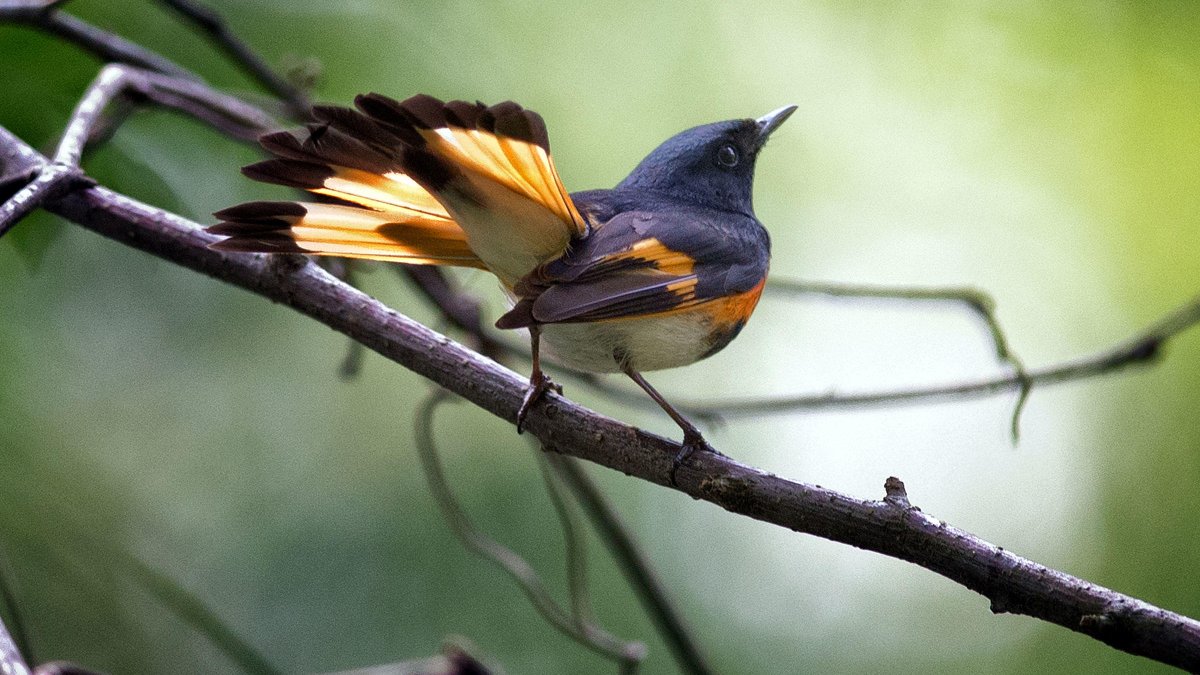 Specifically, an American Redstart couple, courting in a Maple Tree, as your ancient traditions dictate.Save me an apple cider doughnut.Godspeed, Vermont. #StayAtHomeSafari