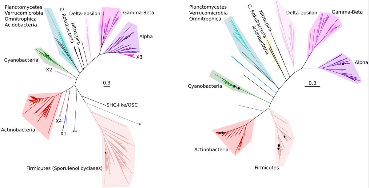 SHC phylogeny displays a striking congruency with a bacterial species tree from which I learnt that this kind of things must be interpreted cautiously. Otherwise, we suggest SHC was ancestral in some bacteria phyla, showing the relevance of this molecule during the evolution