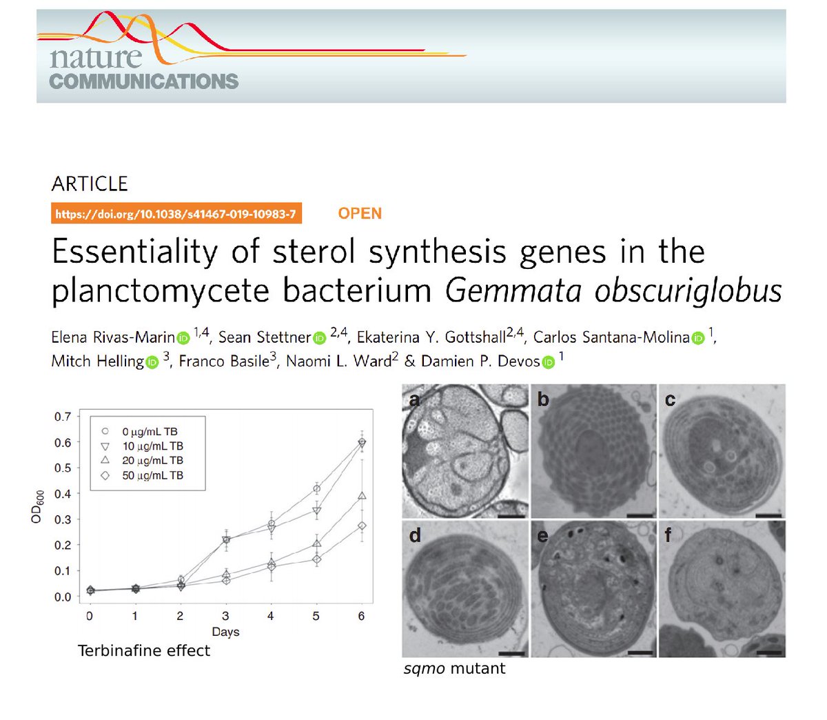 We recently published a beatiful paper by  @ElenaTFA,  @SeanStettner et al. in collaboration with  #NaomiWard lab, demonstrating the essentiallity of sterol synth. in G. obscuriglobus, providing a breach of uniqueness for the sterol requirement in eukaryotes https://rdcu.be/b2EDu 