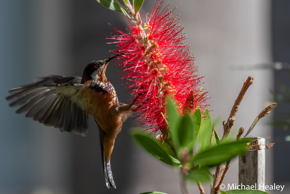 MikeHealey71's tweet photo. Eastern Spinebill in the Callistemon in my garden. #easternspinebill #spinebill #AustralianNativeBirds #garden #Tathra #tathrastrong #tathrabeach #explorebig4 #NSW #Australia https://t.co/IBLmcxb8jk