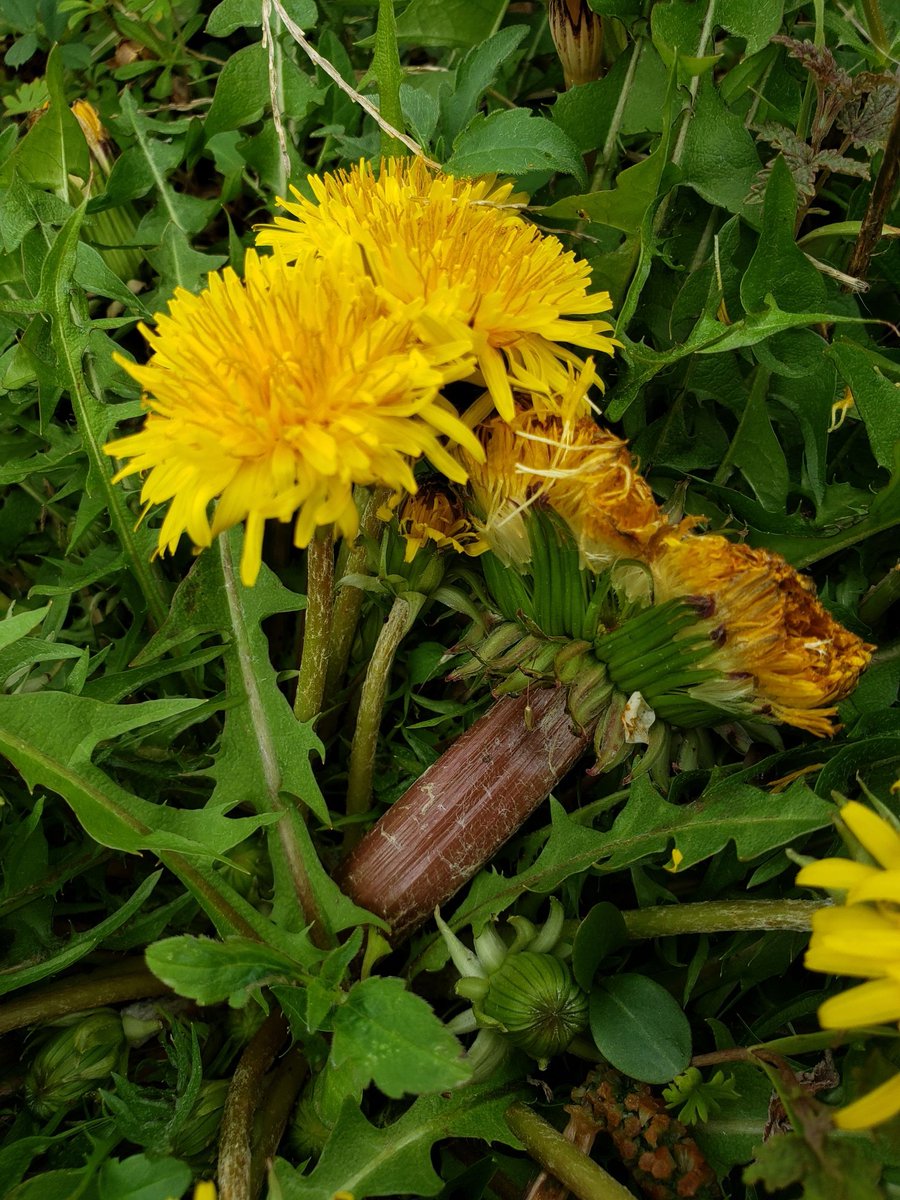 帯化 Twitter Search Twitter 帯化 Twitter Search Twitter