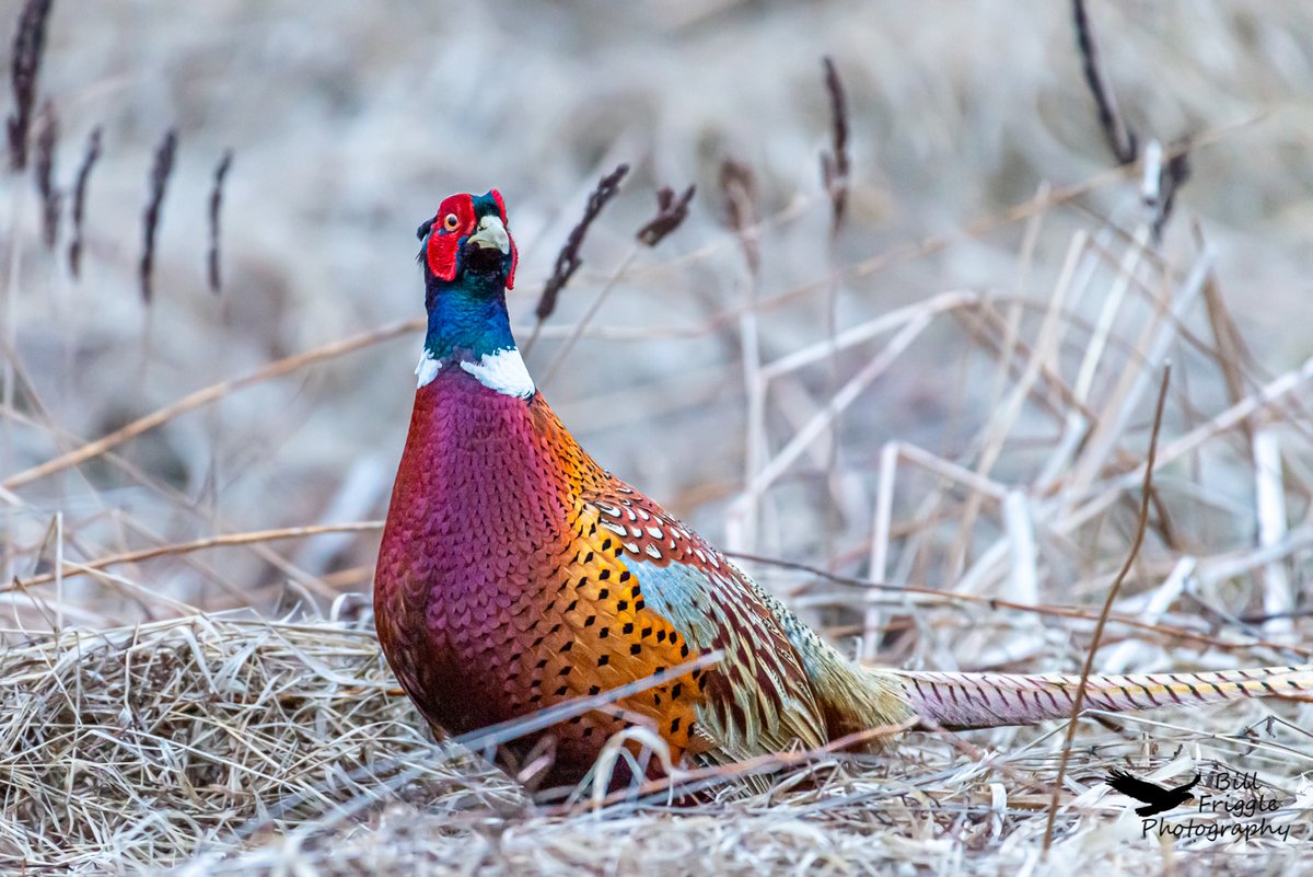 BFriggs's tweet photo. Ring-necked pheasant at Middle Creek Wildlife management Area, Kleinfeltersville, PA.

#birdphotographycommunity #birdphotography #naturephotography #wildlifephotography
#chirpbirding #birdsbountiful #todaysbird
#WildlifeofDay https://t.co/SmkPhXtfWE