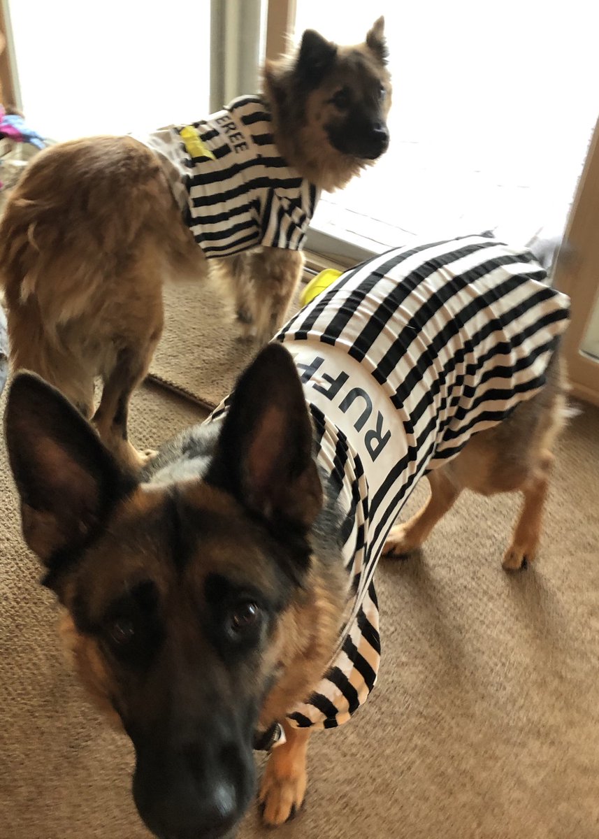 MrsvanHaaster's tweet photo. Since so many sports games are canceled we get to spend more time with mom #petsofausd https://t.co/biaVbYPmVQ