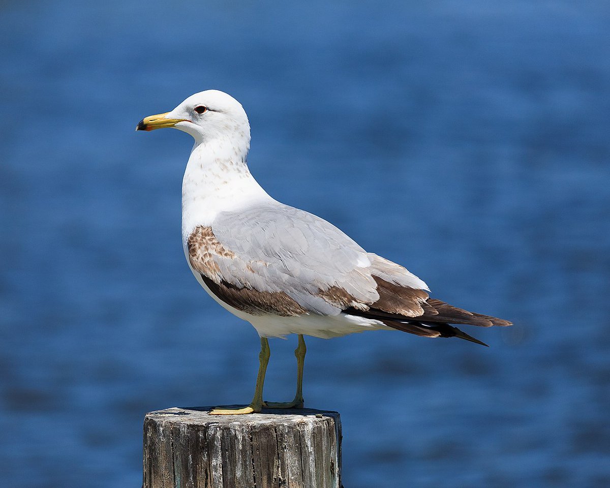 Utah.Utah, What am I going to do with you?On the one hand, your settlements were *absolutely saved* by your bird. You built a STATUE.On the other hand, it's the CALIFORNIA Gull. It's only really year-round (purple) in Box Elder County. It's an IDAHO bird. #StayAtHomeSafari