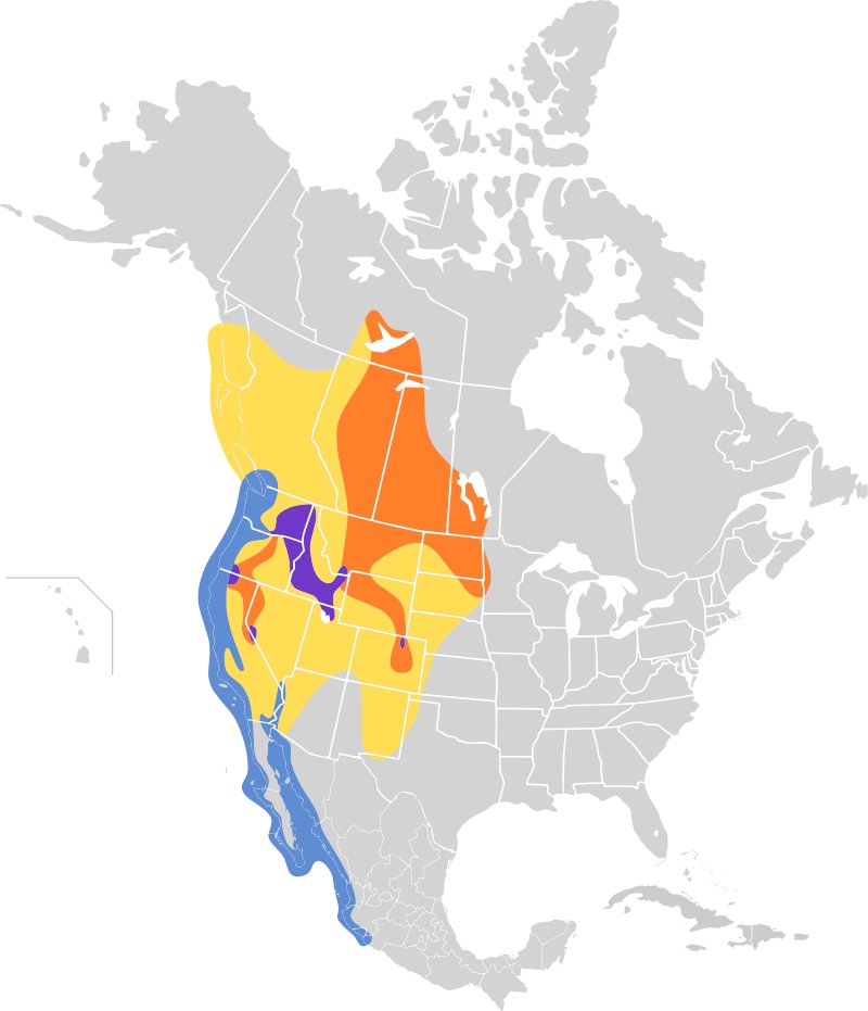 Utah.Utah, What am I going to do with you?On the one hand, your settlements were *absolutely saved* by your bird. You built a STATUE.On the other hand, it's the CALIFORNIA Gull. It's only really year-round (purple) in Box Elder County. It's an IDAHO bird. #StayAtHomeSafari