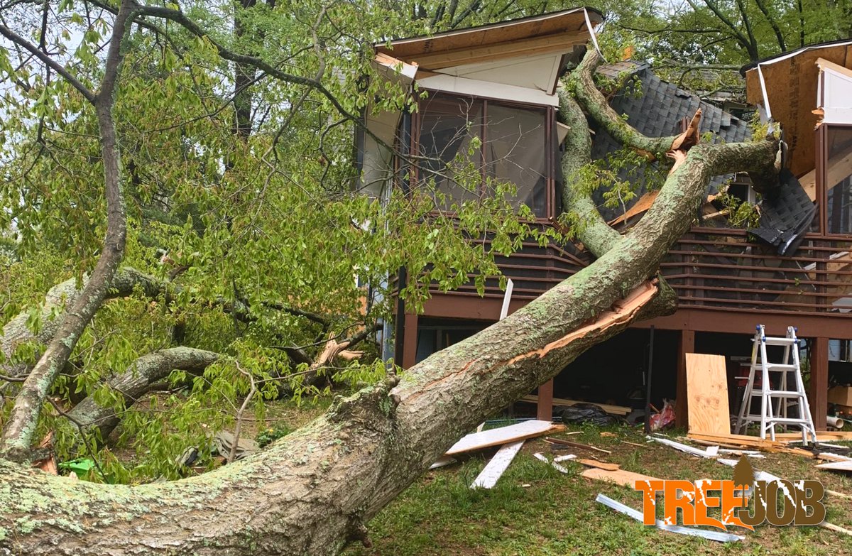 treejob tweet picture