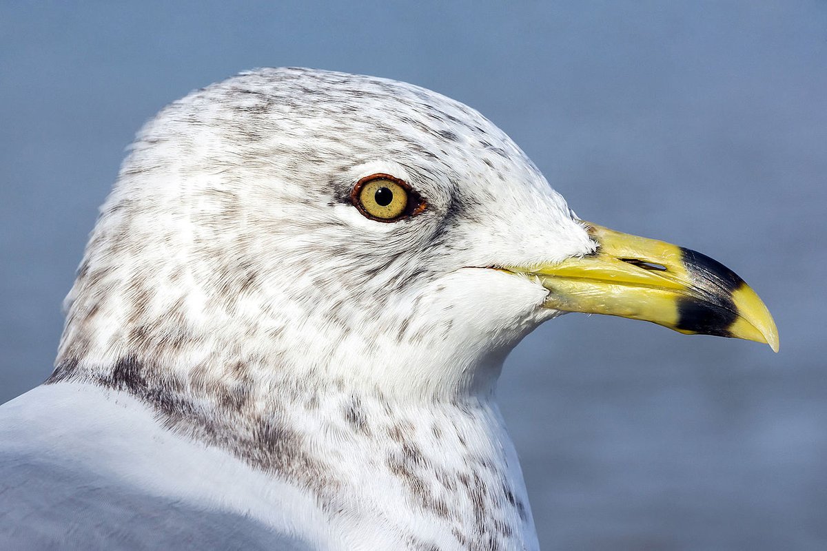 So here's what I'm gonna do Utah.Still a gull, but you get the Ring-Billed Gull. Striking. Fierce. Weird.AND, I KID YOU NOT, WHILE ALL OVER UTAH, DOES NO BREEDING AROUND SALT LAKE CITY.IT'S LIKE IT'S OUT OF RESPECT OR SOMETHING, THEY NIX THE FREAKY SHIT.  #StayAtHomeSafari