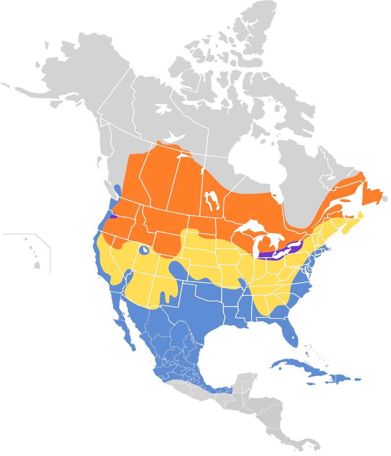 So here's what I'm gonna do Utah.Still a gull, but you get the Ring-Billed Gull. Striking. Fierce. Weird.AND, I KID YOU NOT, WHILE ALL OVER UTAH, DOES NO BREEDING AROUND SALT LAKE CITY.IT'S LIKE IT'S OUT OF RESPECT OR SOMETHING, THEY NIX THE FREAKY SHIT.  #StayAtHomeSafari