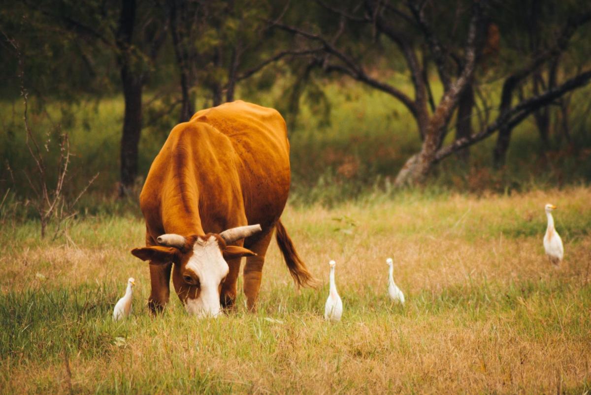 Instead, and frankly you should have seen this coming, you get a bird who DESPITE ALL OF ITS RELATIVES BEING WADING BIRDS IN WETLANDS, loves the open prairie, and hangs out with fucking cows.The Cattle Egret. It's obvious. You should have seen it yourself.  #StayAtHomeSafari