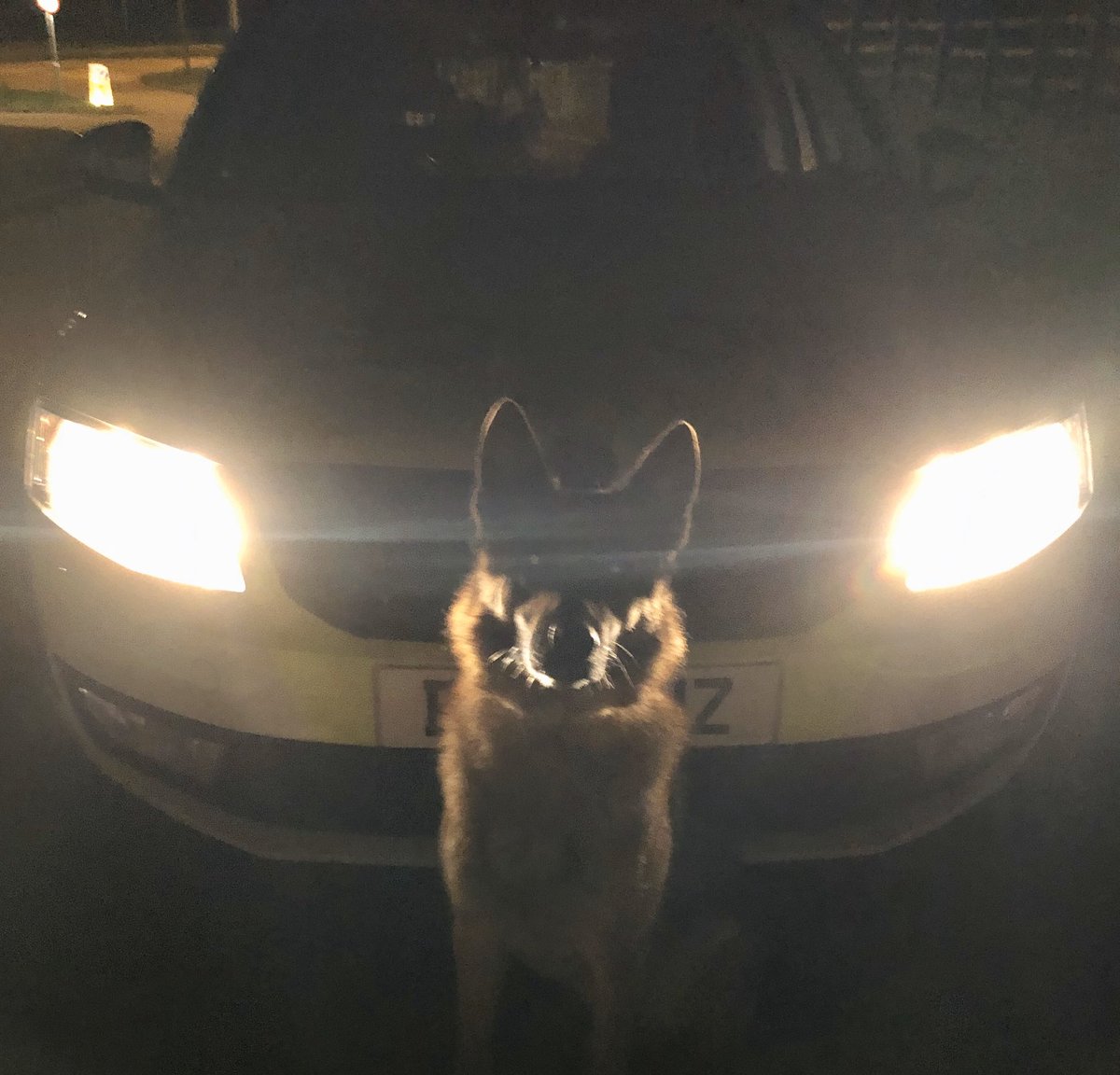 StaffsDogs's tweet photo. #shift3...Top job by Pd Colt in the early hours of this morning 2 X 🏃‍♂️now in custody for theft of 🚘 and other offences ...#thenoseknows.. nice try .. you can run 🏃‍♂️ but you can’t hide🏡 🐾🐶#teamwork #oneteam .. @staffsresponse 👍 vdu 24-01/04/20 https://t.co/dzyMNBuxCQ