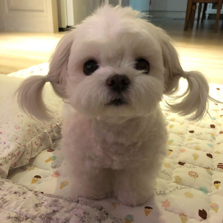 chorok126's tweet photo. 헐 얘 머리 푼것도 있엌ㅋㅋㅋㅋㅋㅋㅋㅋㅋㅋㅋㅋ https://t.co/FlcQwZVH0r