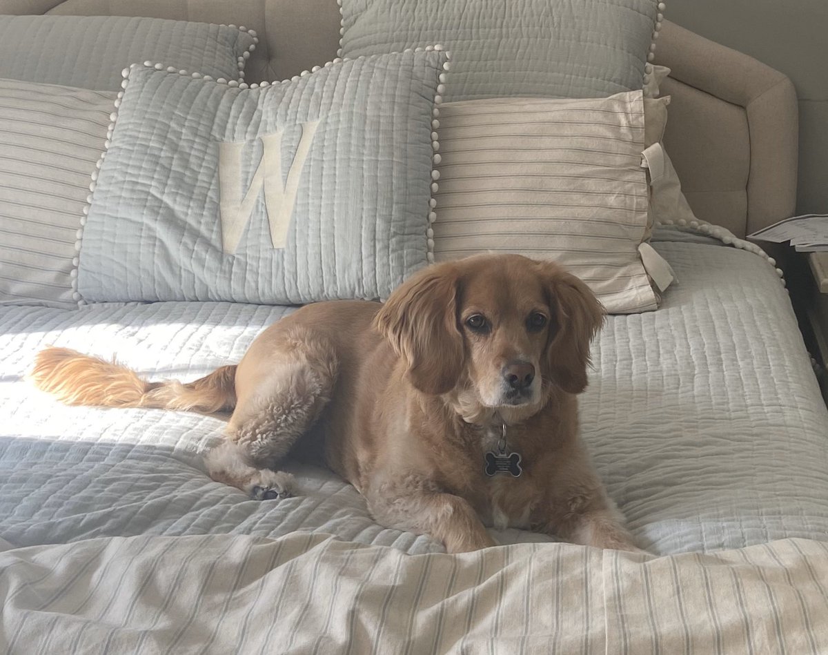 jwilliamsausd's tweet photo. Lucky keeping us entertained at home. #petsofausd https://t.co/KCtsAJfI07