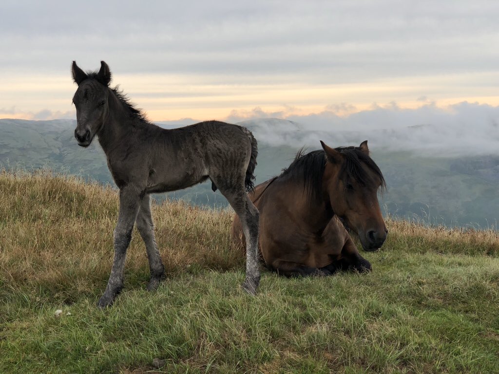 To help all those in self isolation I aim to bring the outside in &amp; give some light relief from this unprecedented situation, stay safe &amp; I hope you enjoy the pics🤗😘Day17 “Midweek Wonder” New arrival on the Fell mum &amp; foal are doing fine😎😍#LakeDistrict #virtuallakes #COVID19