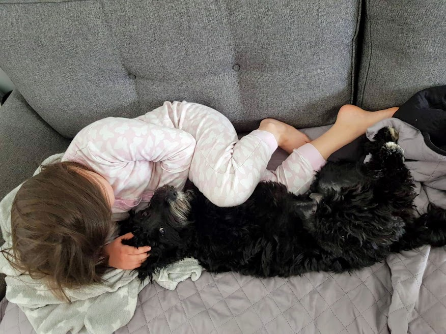 CockapooBarry's tweet image. My little human loves to snuggle up with me before she goes upstairs to bed. I am not allowed upstairs. My human says I cause enough trouble downstairs where he can see me. I have no idea what he means. #dogsoftwitter