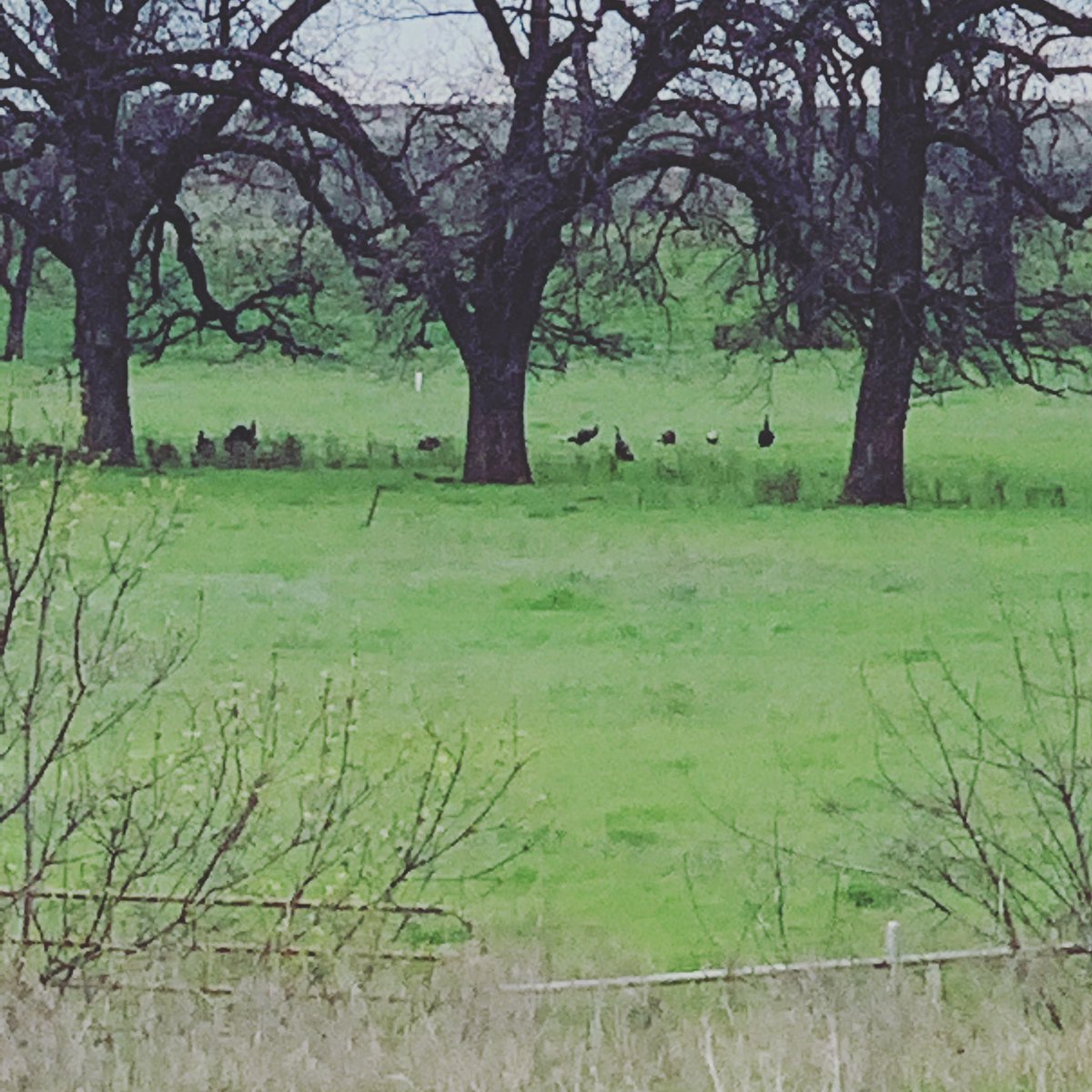 coastalwings's tweet photo. It's been awhile, Twitter!  We are ready for turkeys here in Oklahoma..... https://t.co/7NajqKjKY4