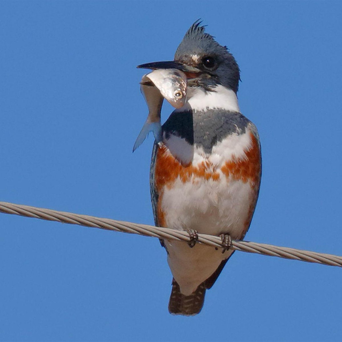 And I *would* give you the Belted Kingfisher, which is an awesome fucking hunting bird.But you're a threat to the one true Gospel of vinegar-based BBQ, with your molasses heathenry.So you know what? Keep it. Keep your mockingbird, Tennessee.Good riddance. #StayAtHomeSafari