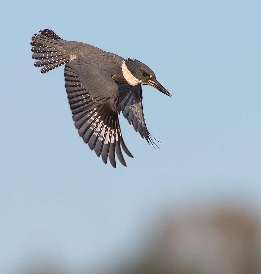And I *would* give you the Belted Kingfisher, which is an awesome fucking hunting bird.But you're a threat to the one true Gospel of vinegar-based BBQ, with your molasses heathenry.So you know what? Keep it. Keep your mockingbird, Tennessee.Good riddance. #StayAtHomeSafari