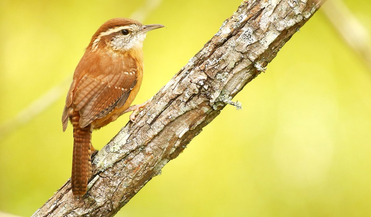 You CANNOT HAVE the Carolina Wren.NOT AS LONG AS YOU'RE DEDICATED TO BEING WORST CAROLINA. #StayAtHomeSafari