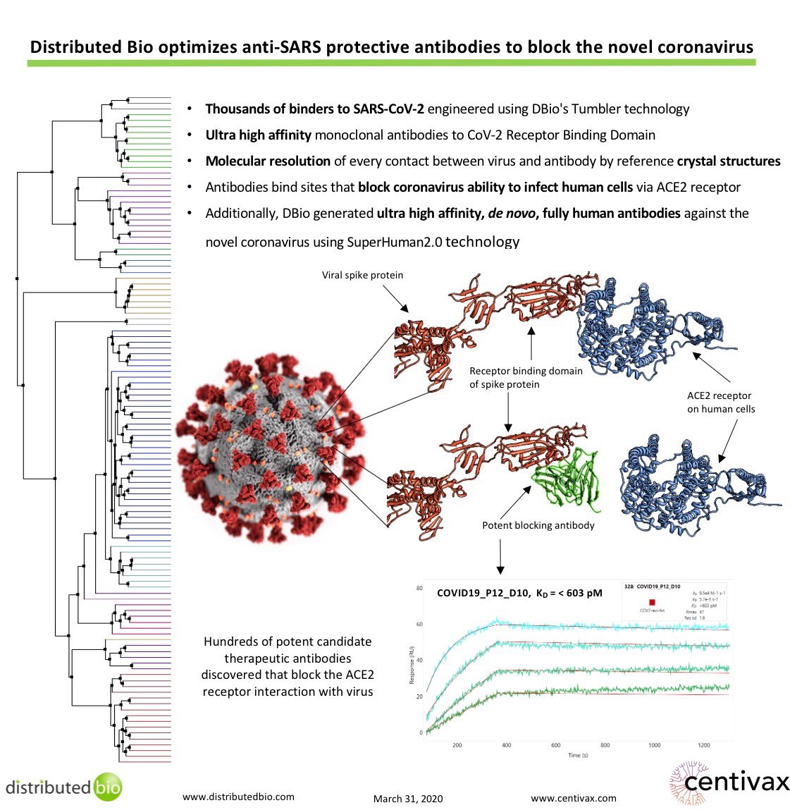 CurlyJungleJake's tweet image. Anti-#COVID19 #therapeutic update. After 9 weeks we have generated extremely potent picomolar antibodies that block known #neutralizing #ACE2 #epitopes, blocking the novel #coronavirus from infecting human cells. Read more at centivax.com.