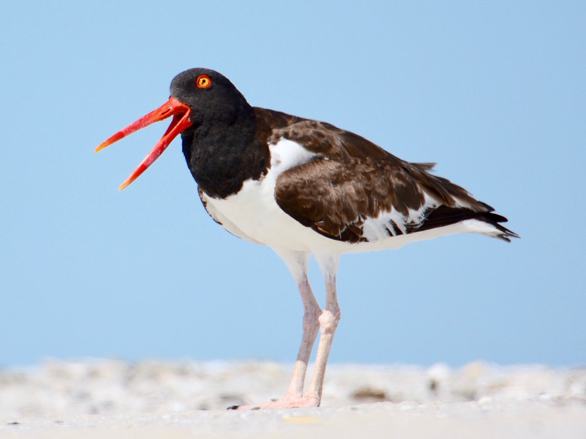 Now what do you have? An economy a THIRD the size of NC's, and a legacy of Ft Sumter.You've got Myrtle Beach. You're basically North Carolina's Florida.Given that, you get a beach bird who talks a lot of shit but can't back it up: The American Oystercatcher.  #StayAtHomeSafari