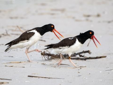 Now what do you have? An economy a THIRD the size of NC's, and a legacy of Ft Sumter.You've got Myrtle Beach. You're basically North Carolina's Florida.Given that, you get a beach bird who talks a lot of shit but can't back it up: The American Oystercatcher.  #StayAtHomeSafari