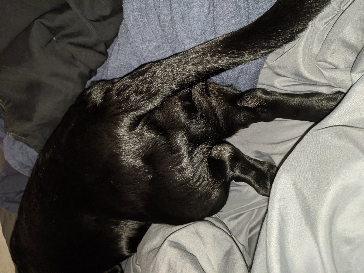 Railgun_04's tweet photo. This is what a big Black weiner look's like from the rear. Beware #bigblackwiener #dog #hana #doxin #dachshund #blessed
#Primal https://t.co/t1Nmwu8X9v