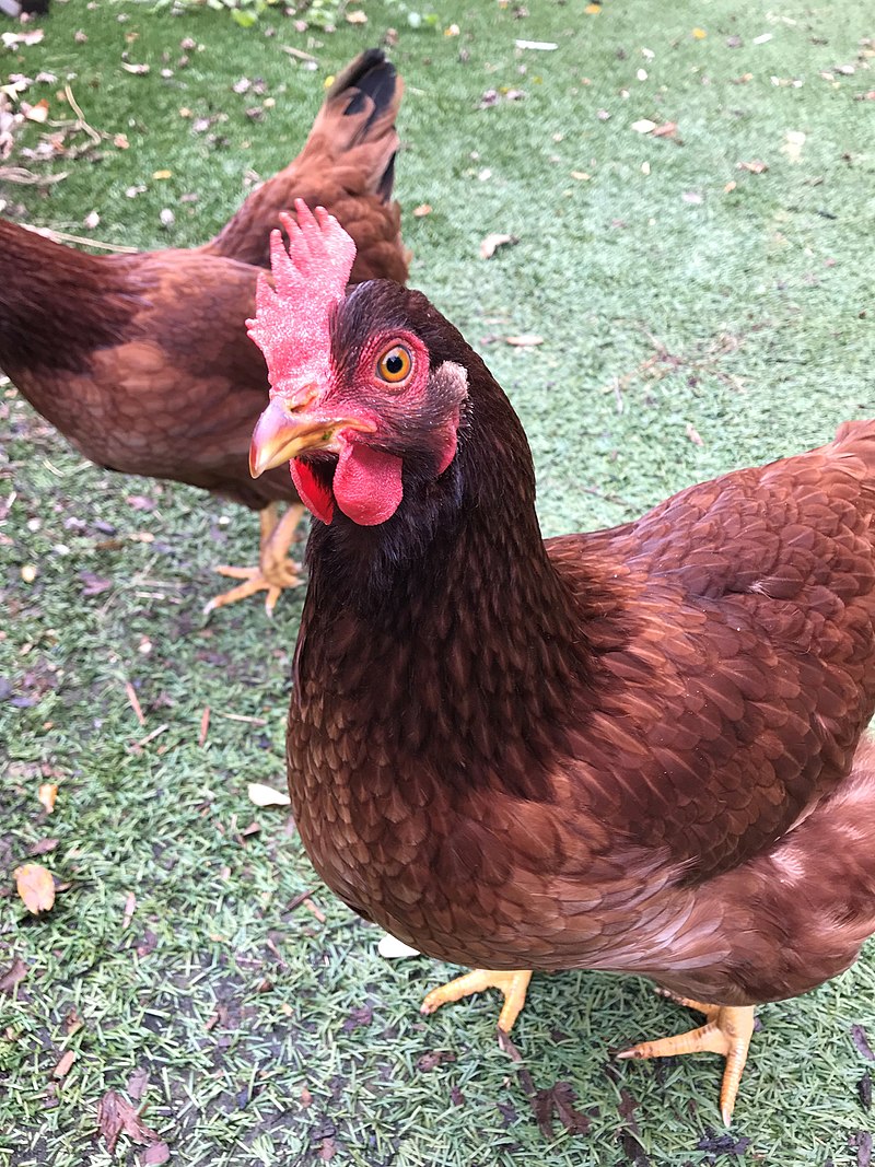 Rhode Island has the Rhode Island Red, andYes.You know what I appreciate about y'all? BRANDING.This is THE Iconic Rooster, you put your name on that shit and made it stick.Who *cares* if your state is six city blocks, you get this fabulous sonofabitch.  #StayAtHomeSafari