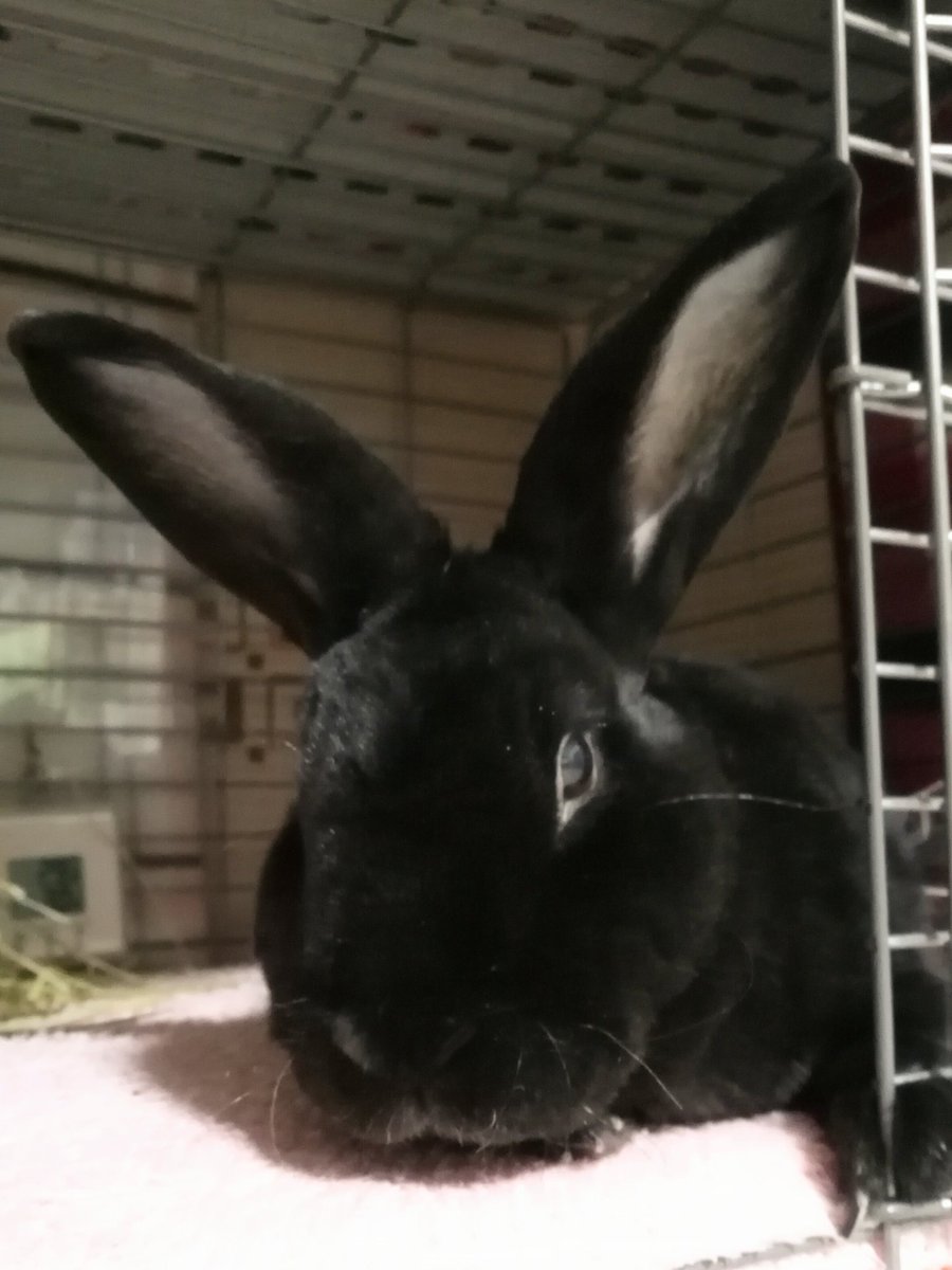 飼い主はチモシーアレルギー Kuro Maffuuuuu Twitter