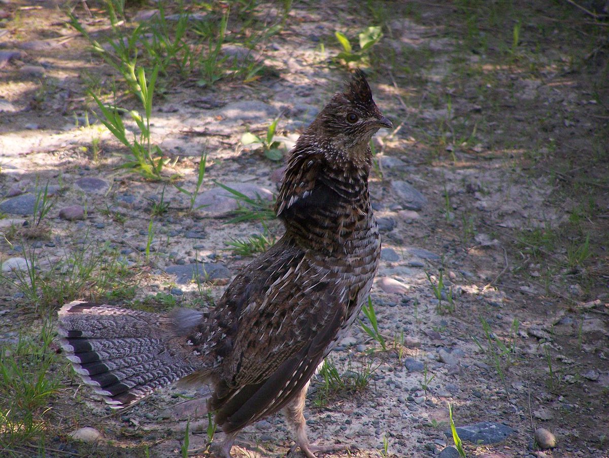 Pennysylvania, what are you doing?You have the Ruffed Grouse. A FAMOUSLY timid game bird, that nonetheless wants to DRESS FANCY.This isn't you. #StayAtHomeSafari