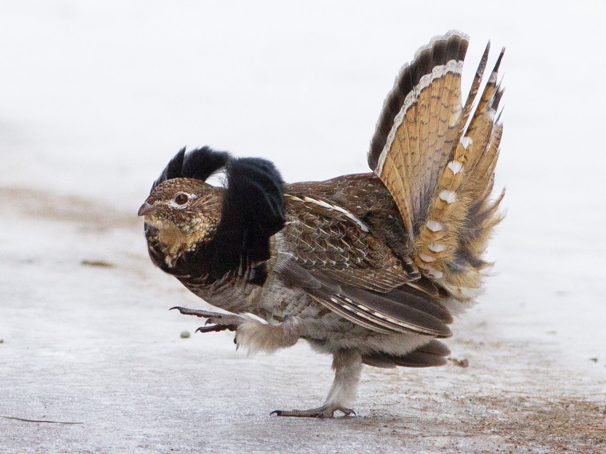Pennysylvania, what are you doing?You have the Ruffed Grouse. A FAMOUSLY timid game bird, that nonetheless wants to DRESS FANCY.This isn't you. #StayAtHomeSafari