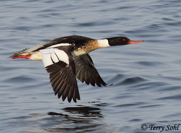 You need a bird that's equally at home in a gutter in downtown Philly and fighting a coyote for food in the middle of nowhere.Obviously, a duck.My choice: The only one that looks like it shows up to hockey games for the fights.The Red-breasted Merganser.  #StayAtHomeSafari