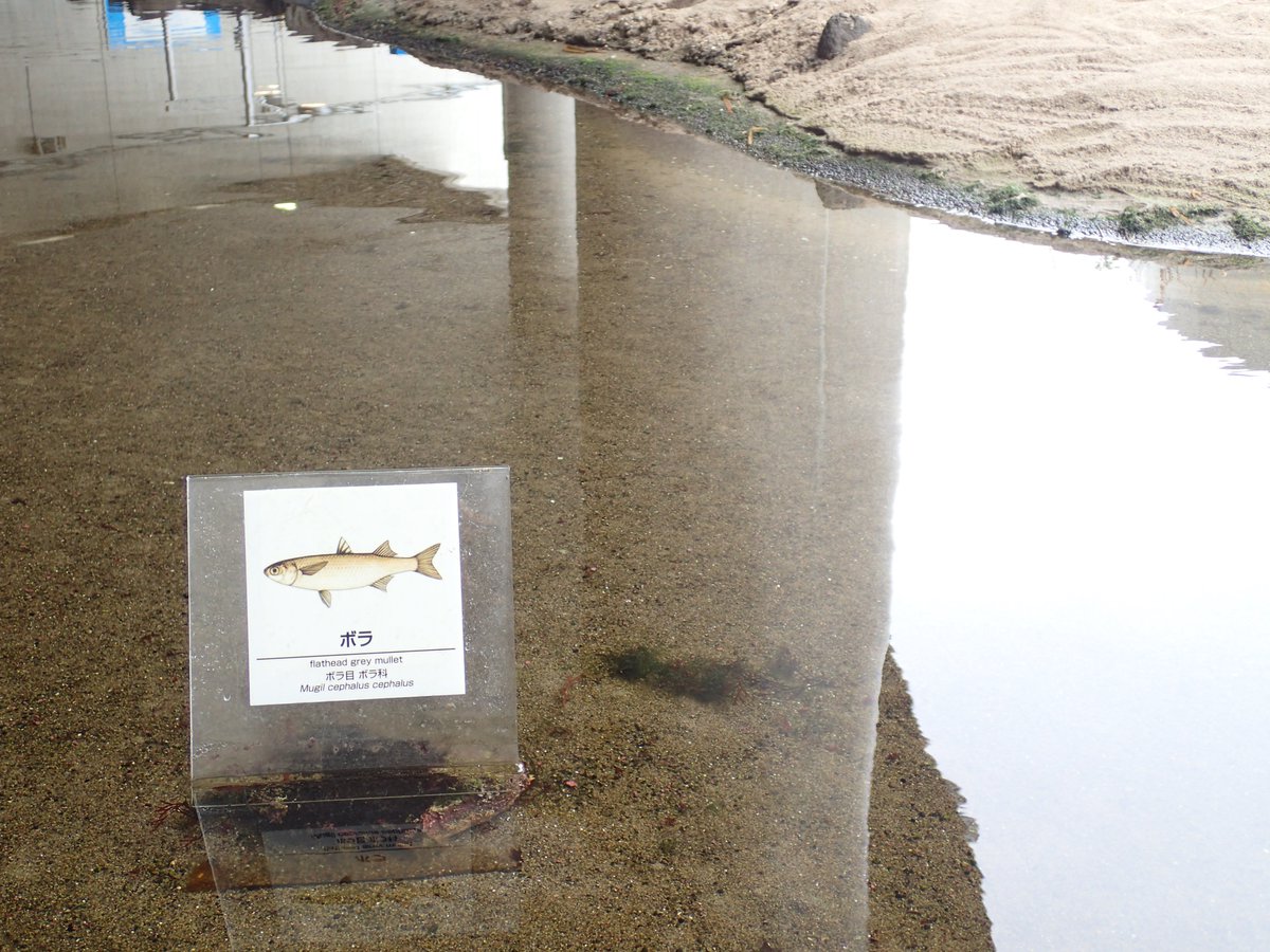 葛西臨海水族園 公式 今日から新年度です ボラがトドになるように出世した人も そうでない人も 気持ち新たにまいりましょう