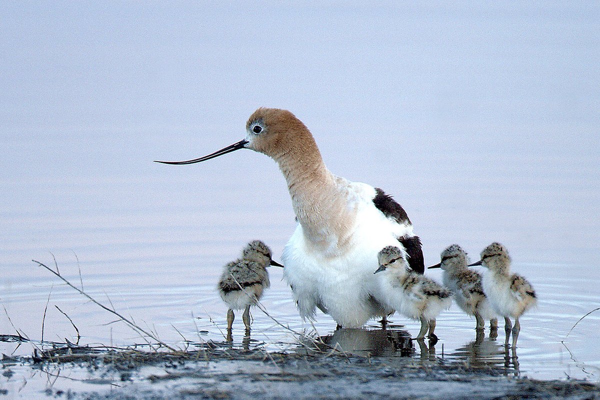 Just saying y'all got a history you need to reconcile. But this is about birds. So I'll give you a bird!The American Avocet. Legitimately cool bird.Picture 1 was taken at Malheur NWR. You know, that place y'all's anti-government white separatists seized? #StayAtHomeSafari