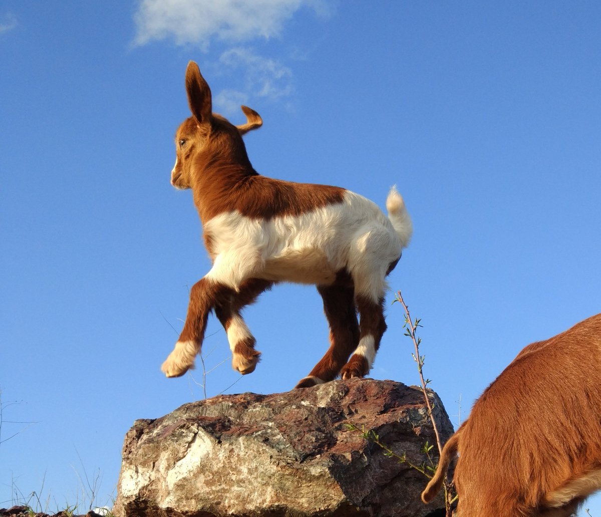 Bazen sadece bir keçi yavrusu olduğun için mutlu olursun
#1Nisan