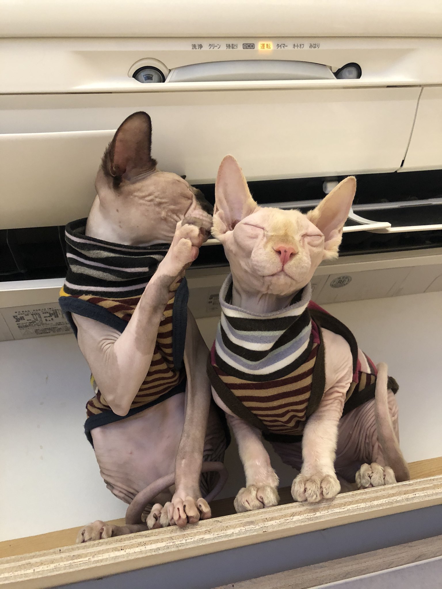 猫カフェ 猫の屋おでん 神戸市灘区 なぁなぁ 僕らほんまは犬って知ってた いえ あなた達 ちゃんと猿ですよ 猫です スフィンクス 猫カフェ 猫の屋おでん 嘘か本当かわからないことを言う T Co Xmucyca11t Twitter