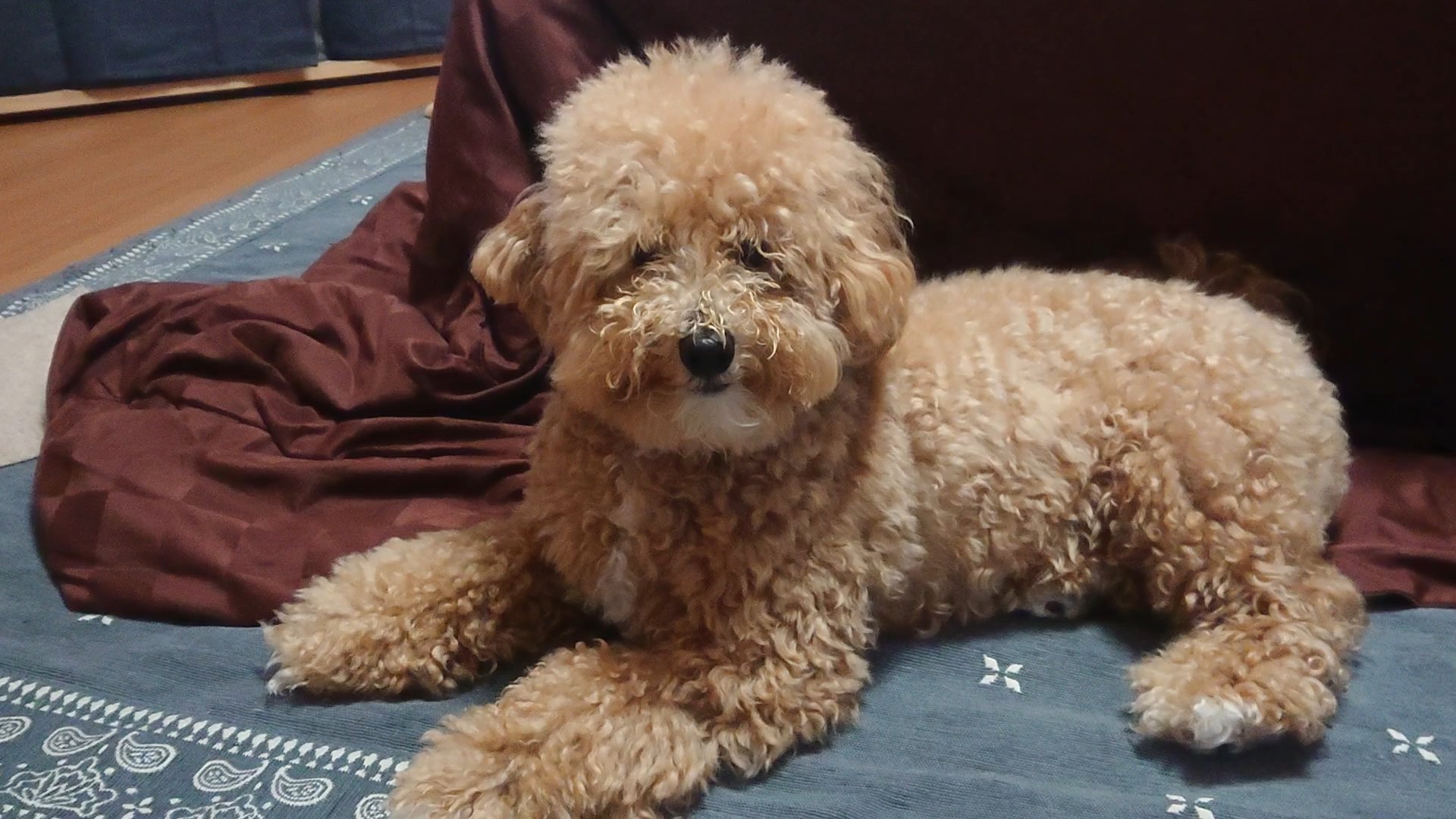 Bowwowraikaichannel ライトリミング行ってまいりました スッキリ可愛くしてもらいました T Co Kxzeqfzxky 動画は トリミング カット 可愛い Cute 犬のいる暮らし Dog Dogsoftwitter おもしろ動画 Youtube ビジョン