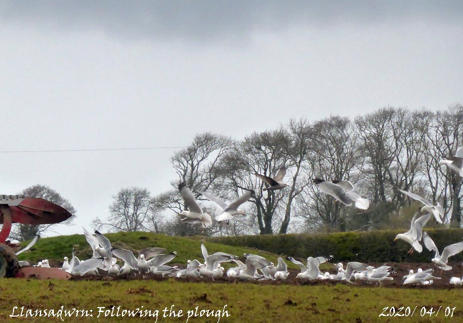 tywyddmon's tweet photo. A cool 7C dull morning with a little rain in SE #Anglesey as the local farmer gets #ploughing done adjacent to our home & #weather_station. A mass of #seagulls were following the plough #stayinghome #AngleseyScMedia @DerekTheWeather https://t.co/AojelvYlDK