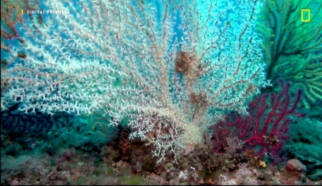 ParcoGargano's tweet photo. 🎞📽Come vi avevamo annunciato, da oggi è on line sul sito della National Geographic il documentario 'Il tesoro nascosto delle Isole Tremiti'. 

📲💻Buona visione! Clicca qui👇

https://t.co/pQhre0aXgj https://t.co/DO6YpCulpI