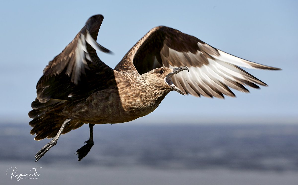 The great skua, the pirate of the Icelandic sea, is a notorious hijacker. It harasses sterns, puffins, and even gannets to drop their catch. It hunts birds to feed on, and it steals the eggs and young of other birds 😮bit.ly/2QEFZAq
#birds #iceland #puffin #perlan