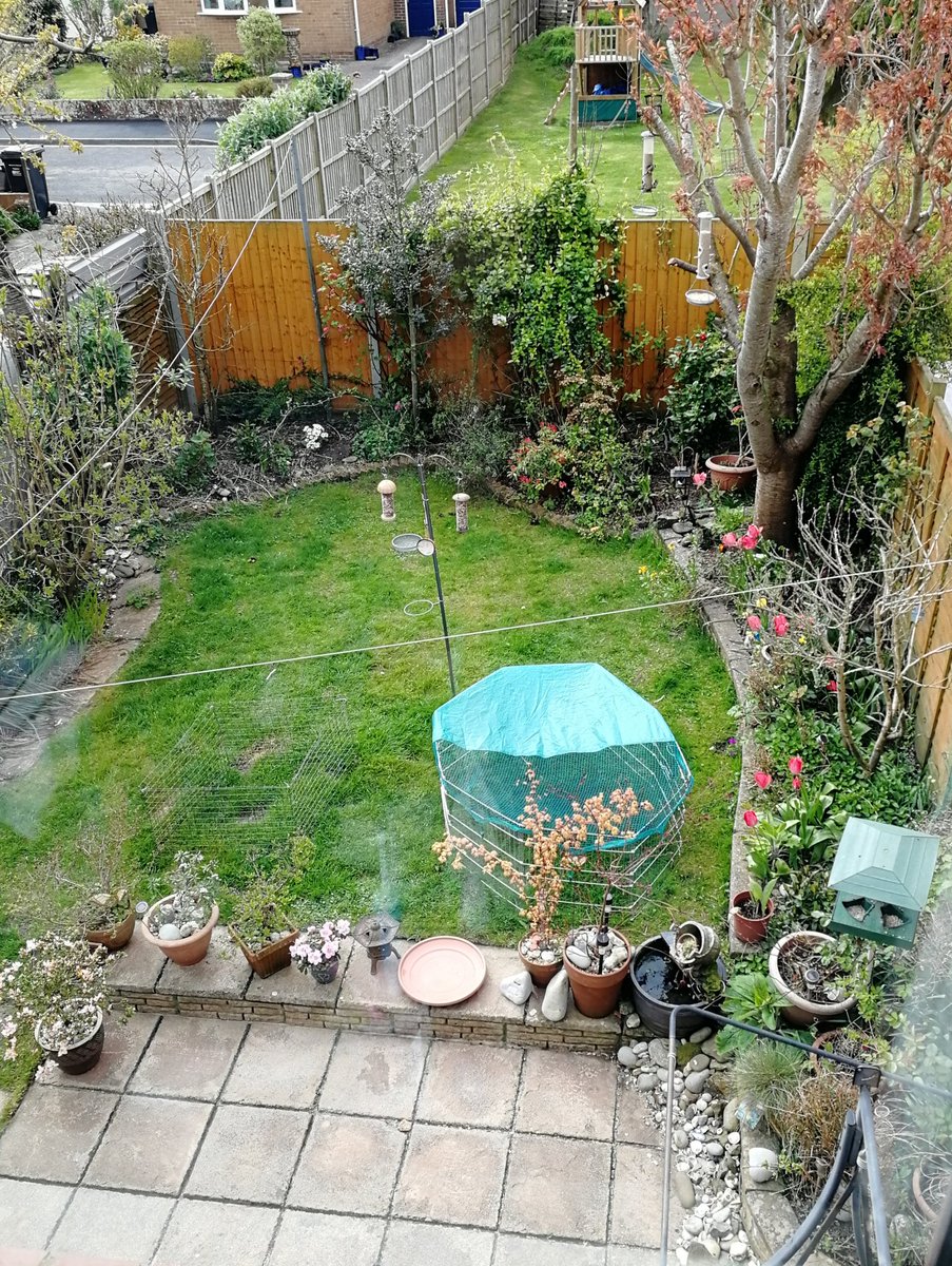 This is my little Somerset garden  I'd love a bigger garden, but I know lots of people aren't fortunate enough to have a garden at all, so I can't complain I still get lots of birds, so thought I'd make a photographic thread of the different species seen during lockdown