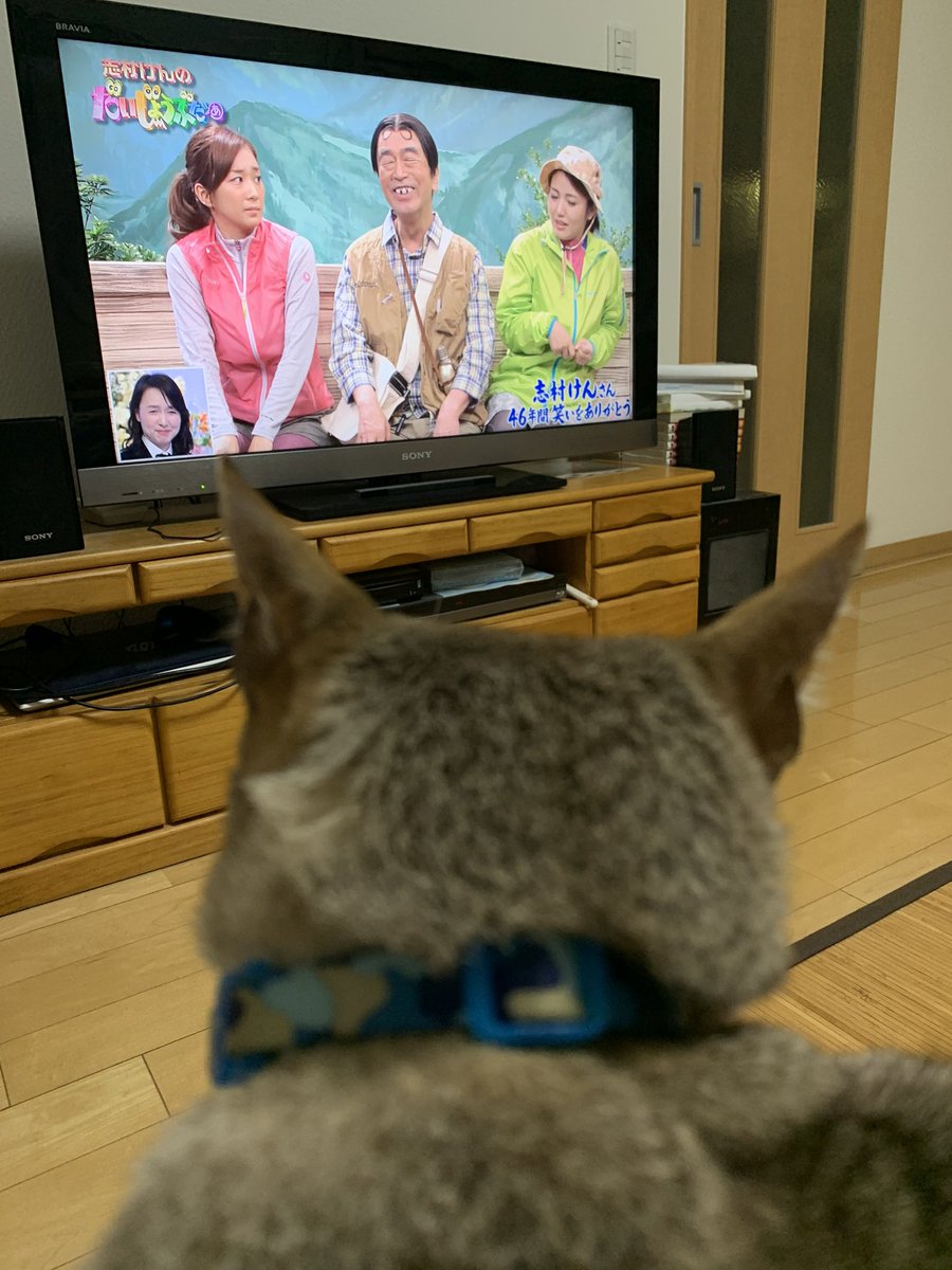 テレビ大好き