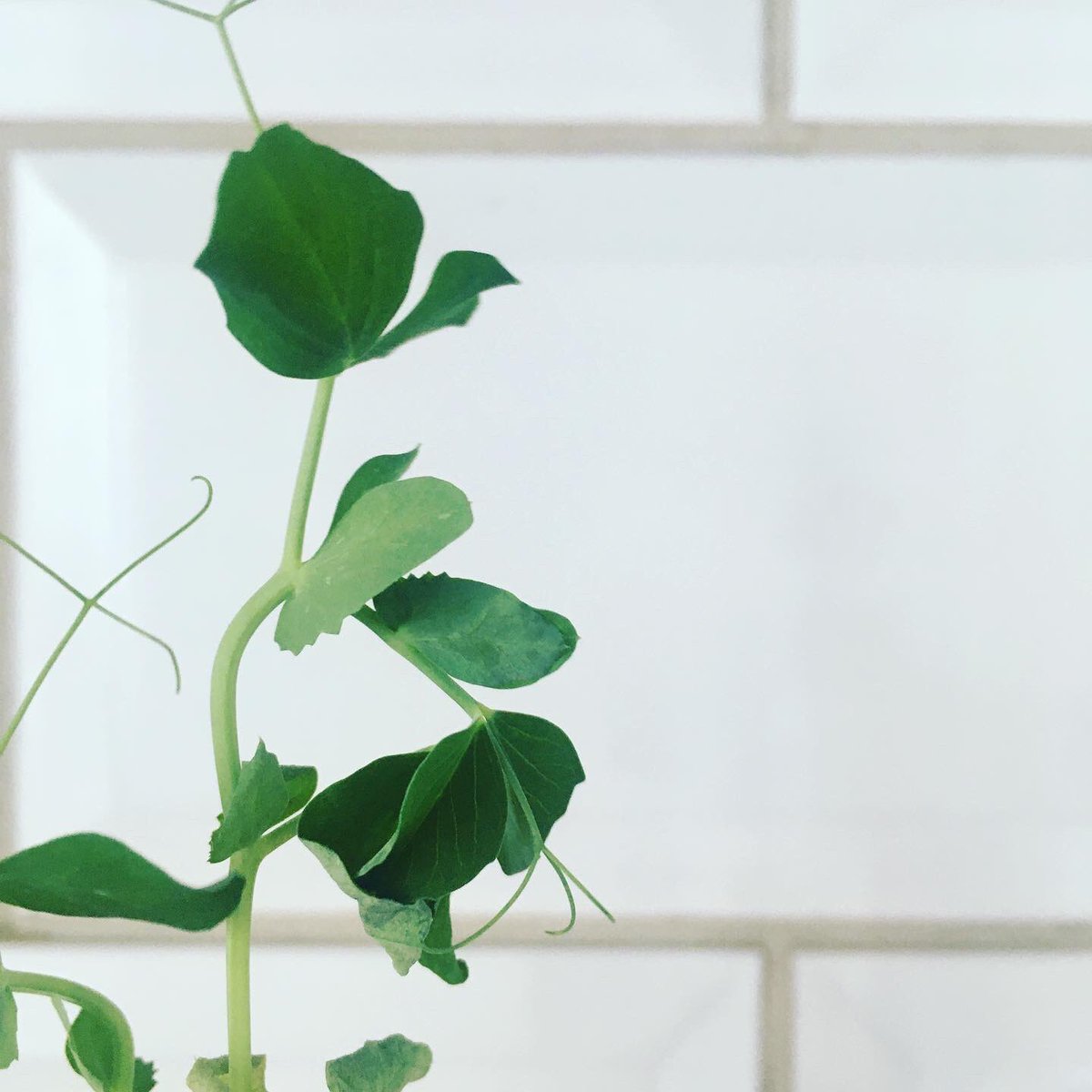 MrMicrogreen's tweet image. The mighty pea shoot. Seven times more vitamin C than blueberries.
Eight times more folate than bean sprouts.
Four times more Vitamin A than tomatoes.
Up to 69% of high quality bioavailable protein.