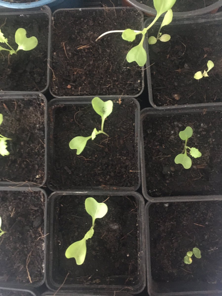 MrMicrogreen's tweet image. Take control and grow your own veg. Use a garden, a windowsill, a doorstep, reuse a yoghurt pot,  a milk carton...just grow!! “Don't judge each day by the harvest you reap but by the seeds that you plant.”