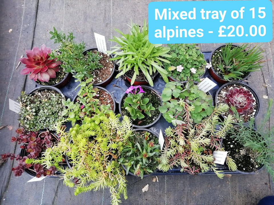 AshkeysGrowers's tweet photo. Current special offers. Email orders to plant@ashkeys.co.uk. Delivery to Holderness villages, Hull, Beverley and surrounding villages. Happy to send out full availability lists of all plants (herbs, shrubs, alpines, veg plants, herbaceous perennials). Β£15 min order
#LocalNursery https://t.co/xrJNXRcJuL